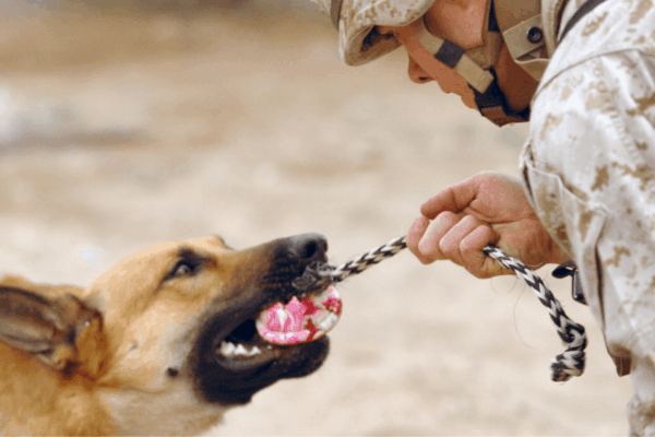 Reviving Slave House and Canine Crimes in Virginia’s Prisons